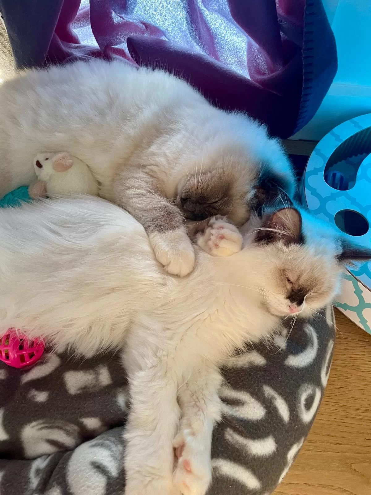 Ragroyalty Princess Penelope & Ragroyalty King Hamton